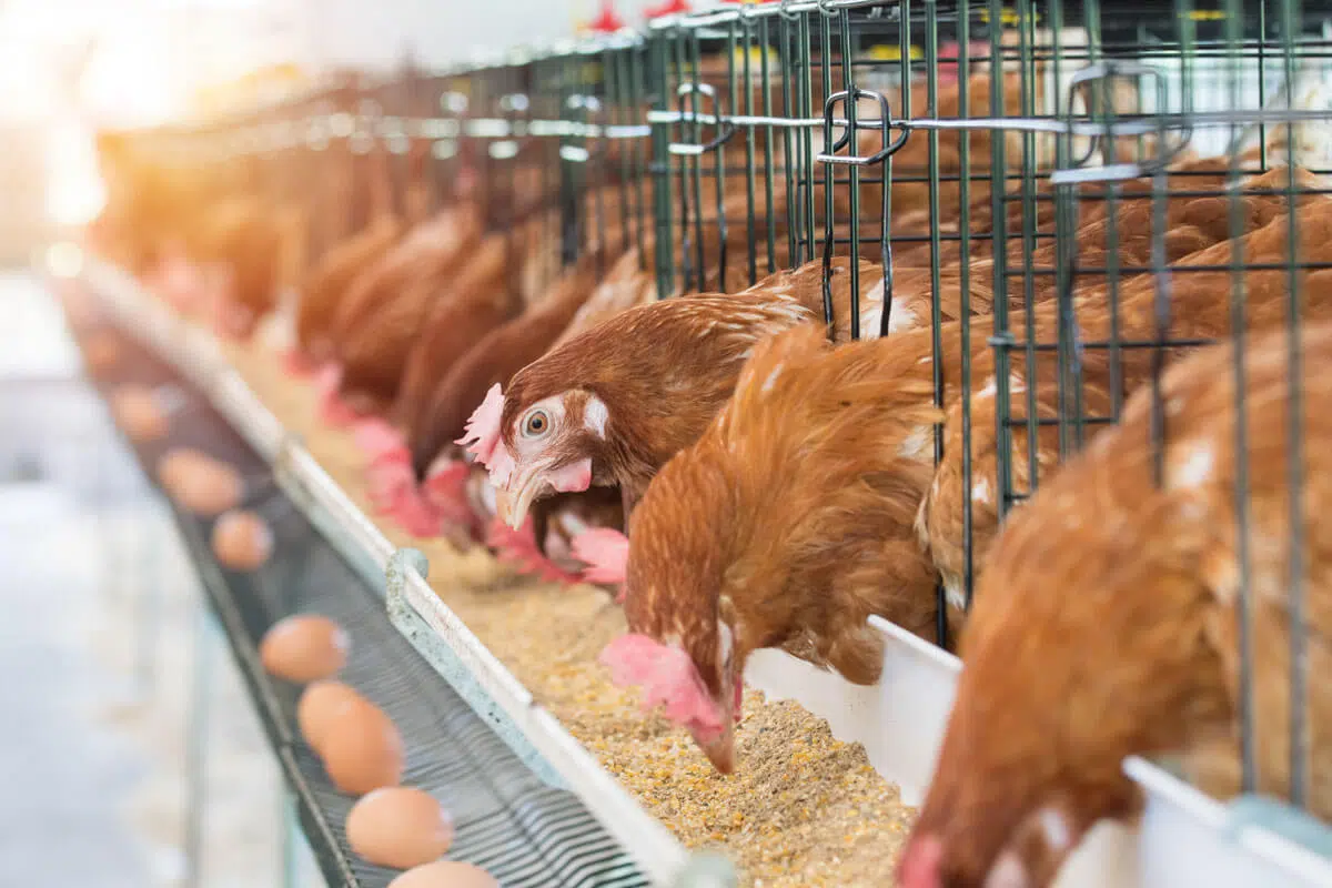 poultry nutrition influences eggshell quality