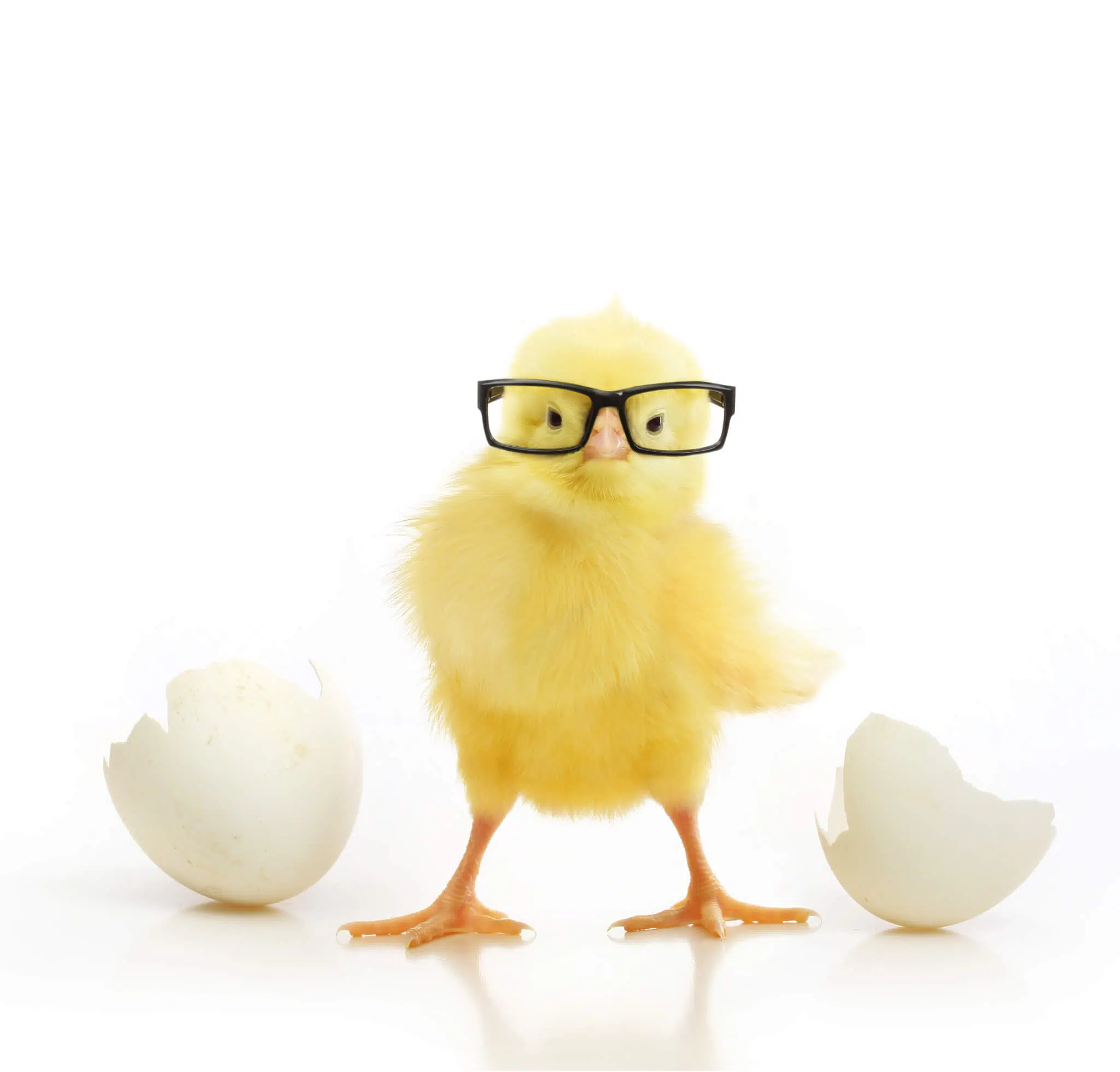 Cute little chicken in black eye glasses coming out of a white egg isolated on white background