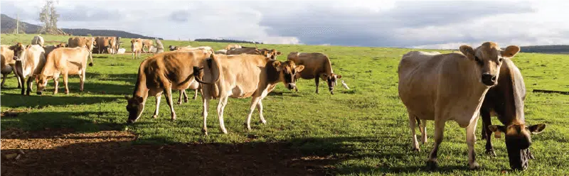 Profitable cows are effective at turning their feed into milk.