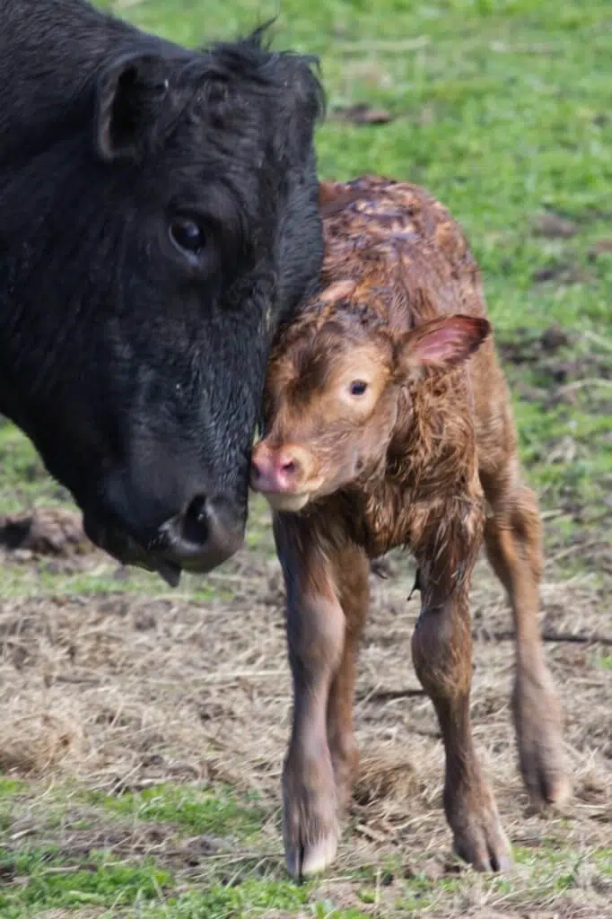 newborn beef calf
