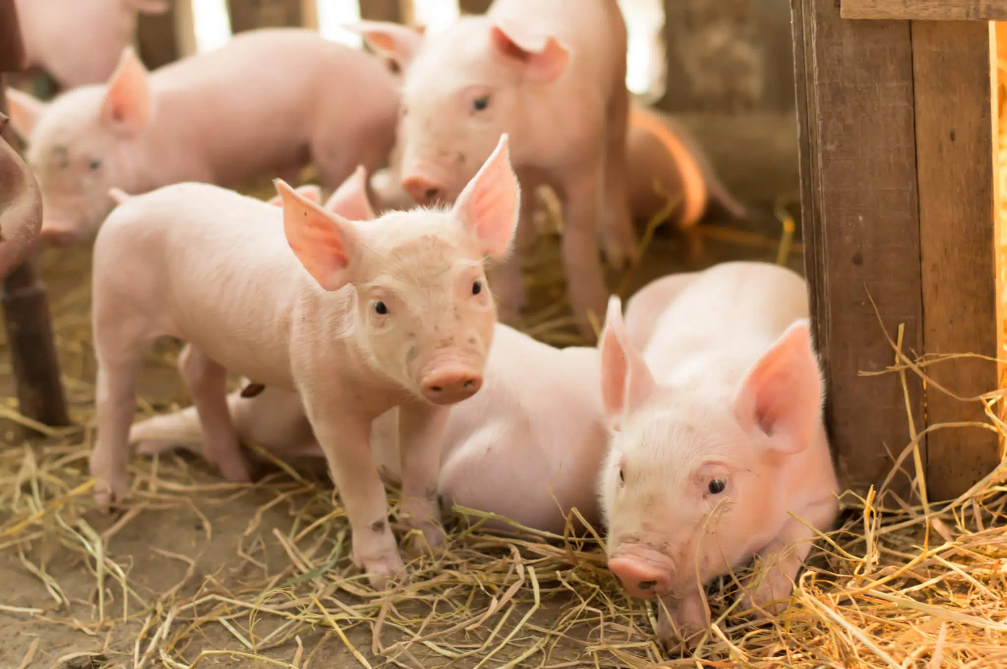 methionine availability in pigs