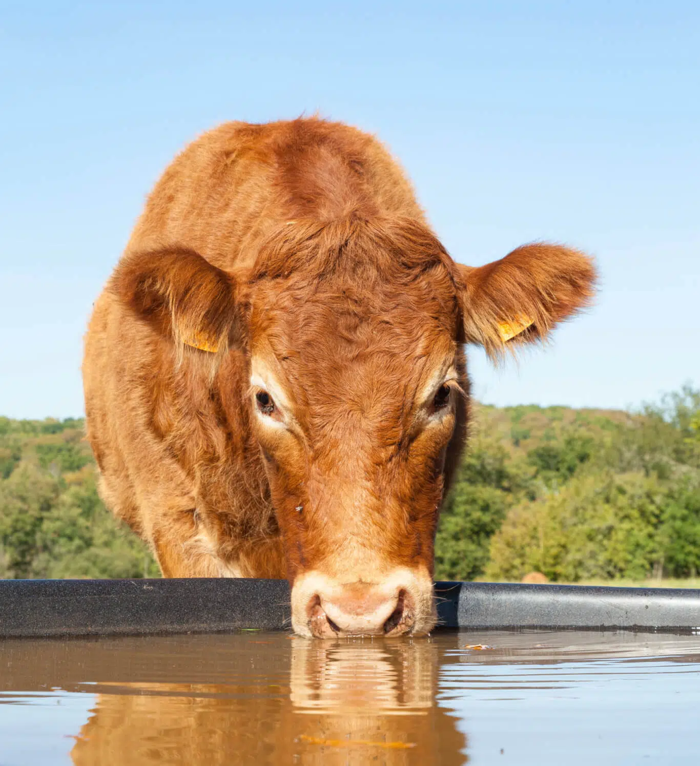 beef cow drinking water