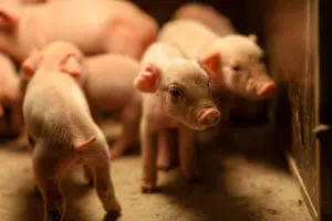 The importance of arginine in piglets