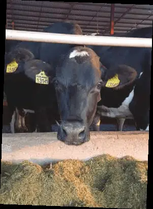 dairy cow eating