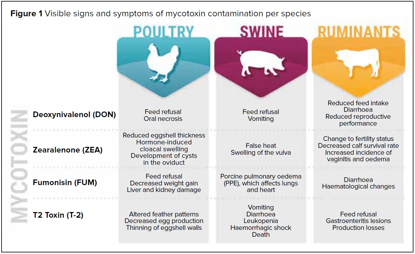 signs and symptoms of mycotoxin contamination