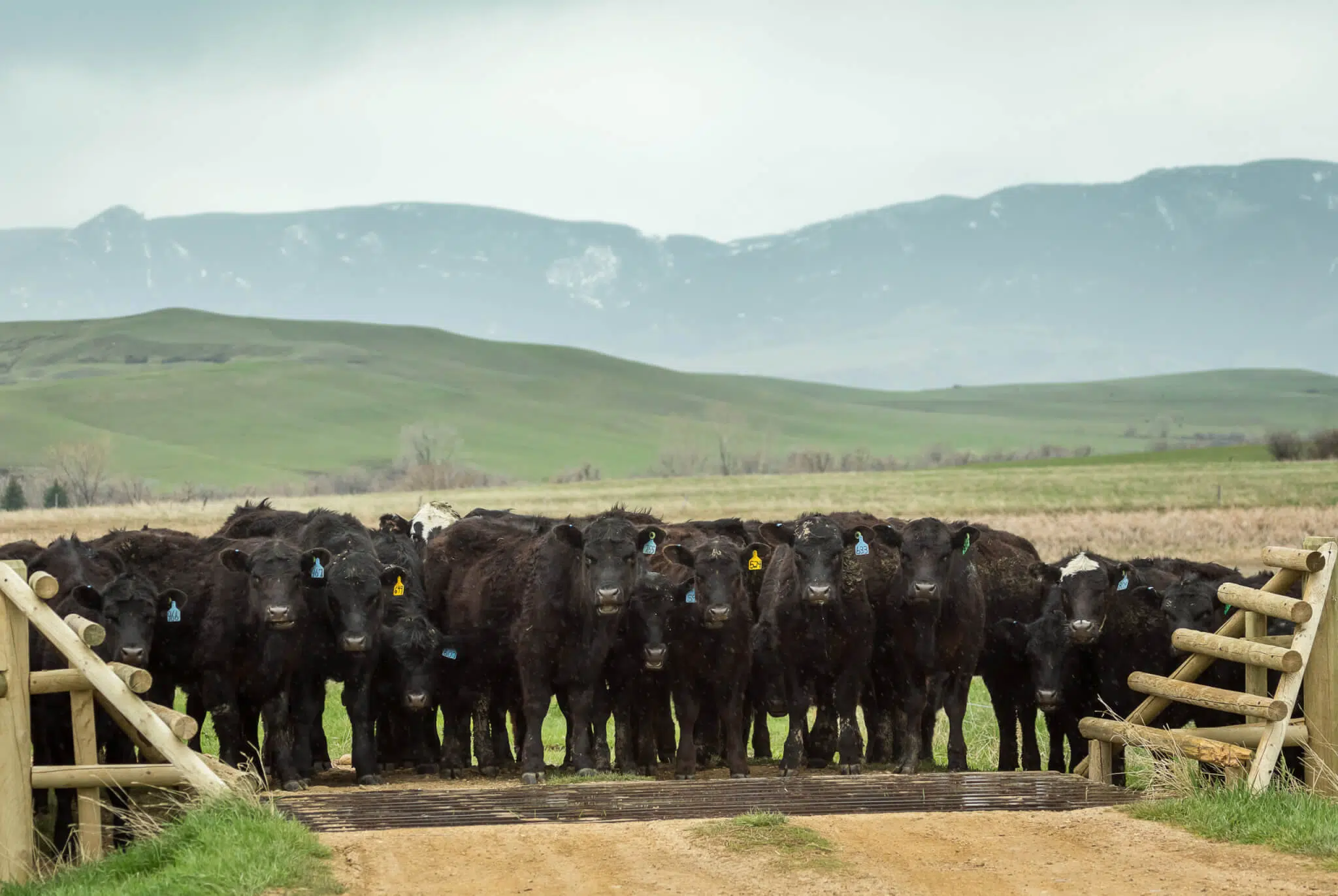 beef cattle handling