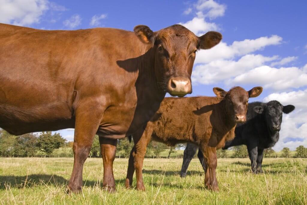 beef cows on veld