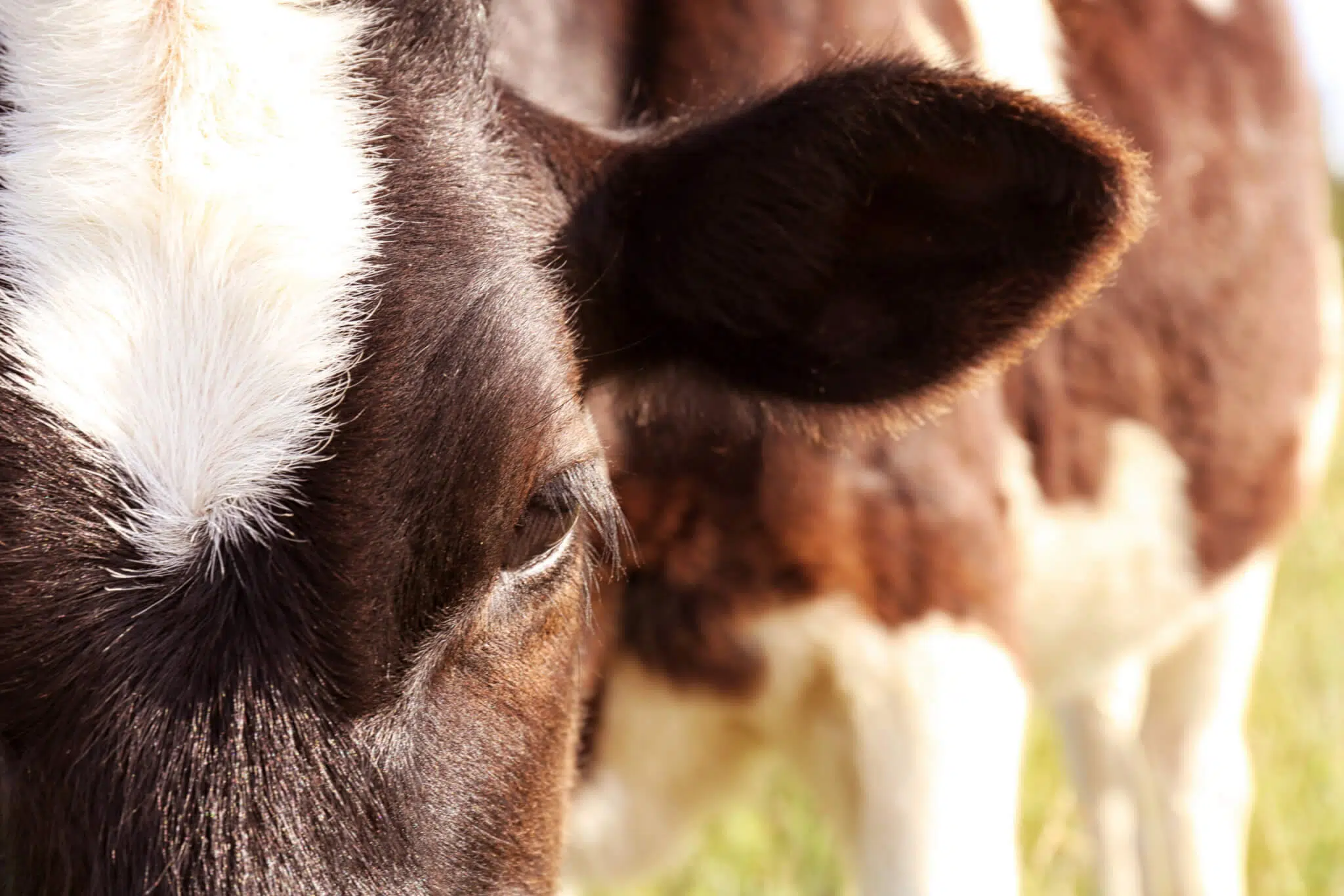 dairy cow close-up