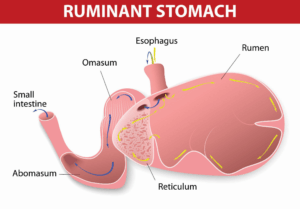 ruminant stomach