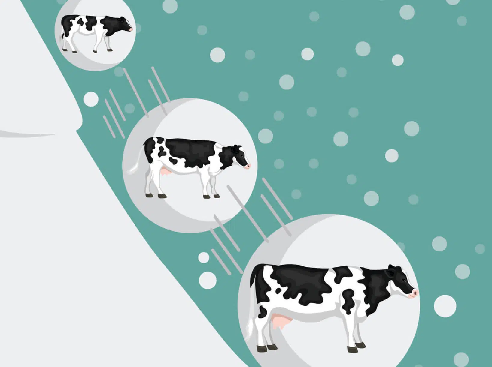 Snowball your calf rearing into heifer rearing success