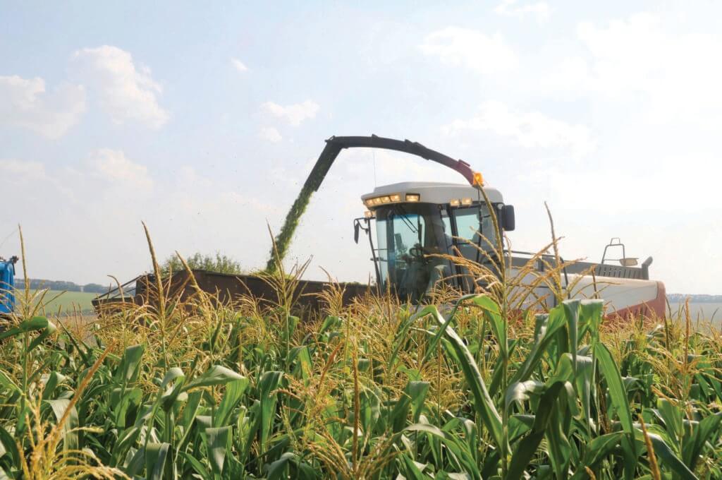 harvest maize for silage